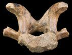 Edmontosaurus Cervical Vertebrae Process #71693-1